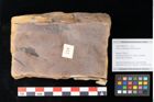 Foto (Objekt + Etikett) von Quercus palaeoilex Ettingshausen (NHMW-GEO-2024-0188-0779)